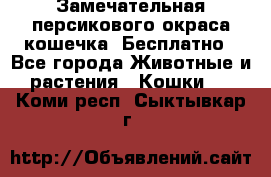 Замечательная персикового окраса кошечка. Бесплатно - Все города Животные и растения » Кошки   . Коми респ.,Сыктывкар г.
